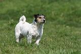 JACK RUSSEL 124